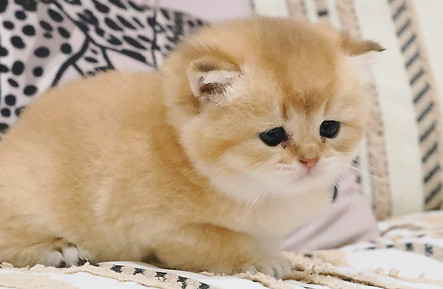 Chaton British golden copper Loof