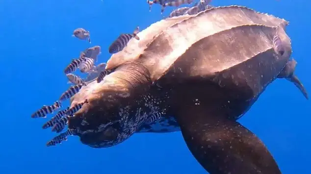 Grootste schildpad ter wereld Tenerife ImmoMoment.webp