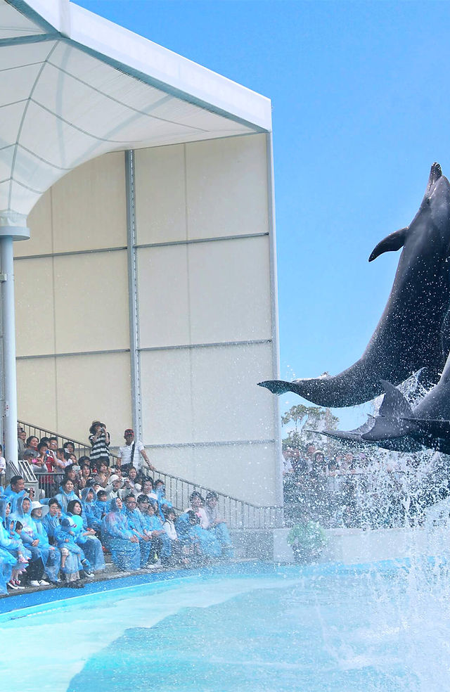 公式】南知多ビーチランド｜支援プロジェクト