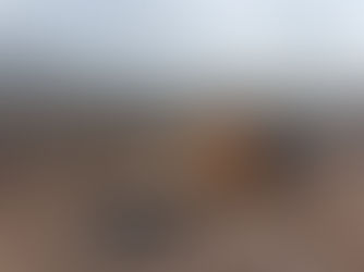 Quem está a destruir o Pinhal das Freiras?