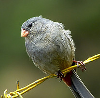 Observación de aves.jpg