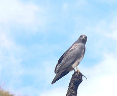 Geranoaetus melanoleuca oscar c.JPG