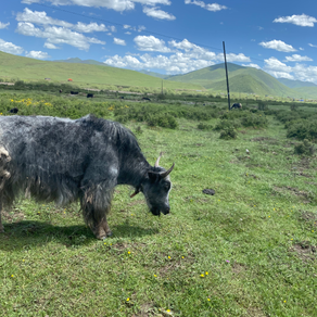 夏河 拉卜楞 ｜ Tibetan Plateau 
