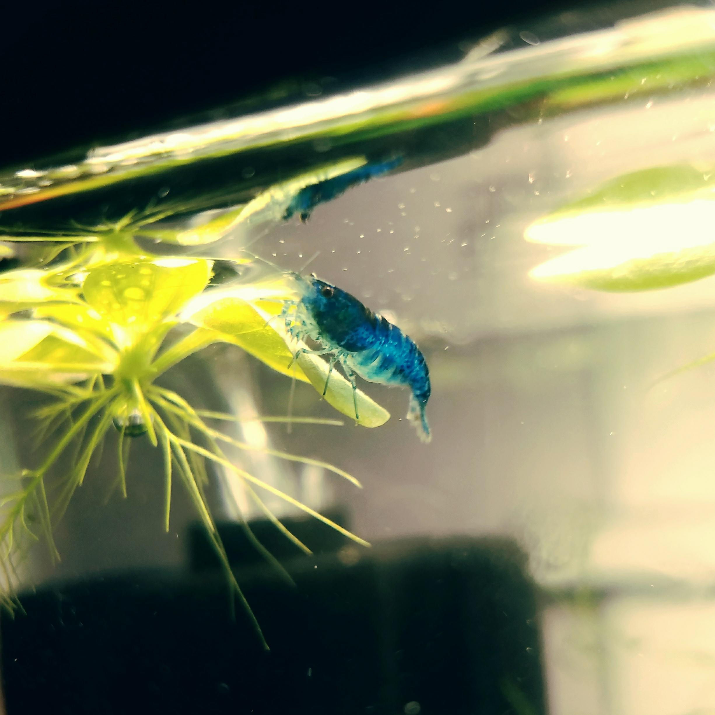 Blue Dream Shrimp (Being Bred)