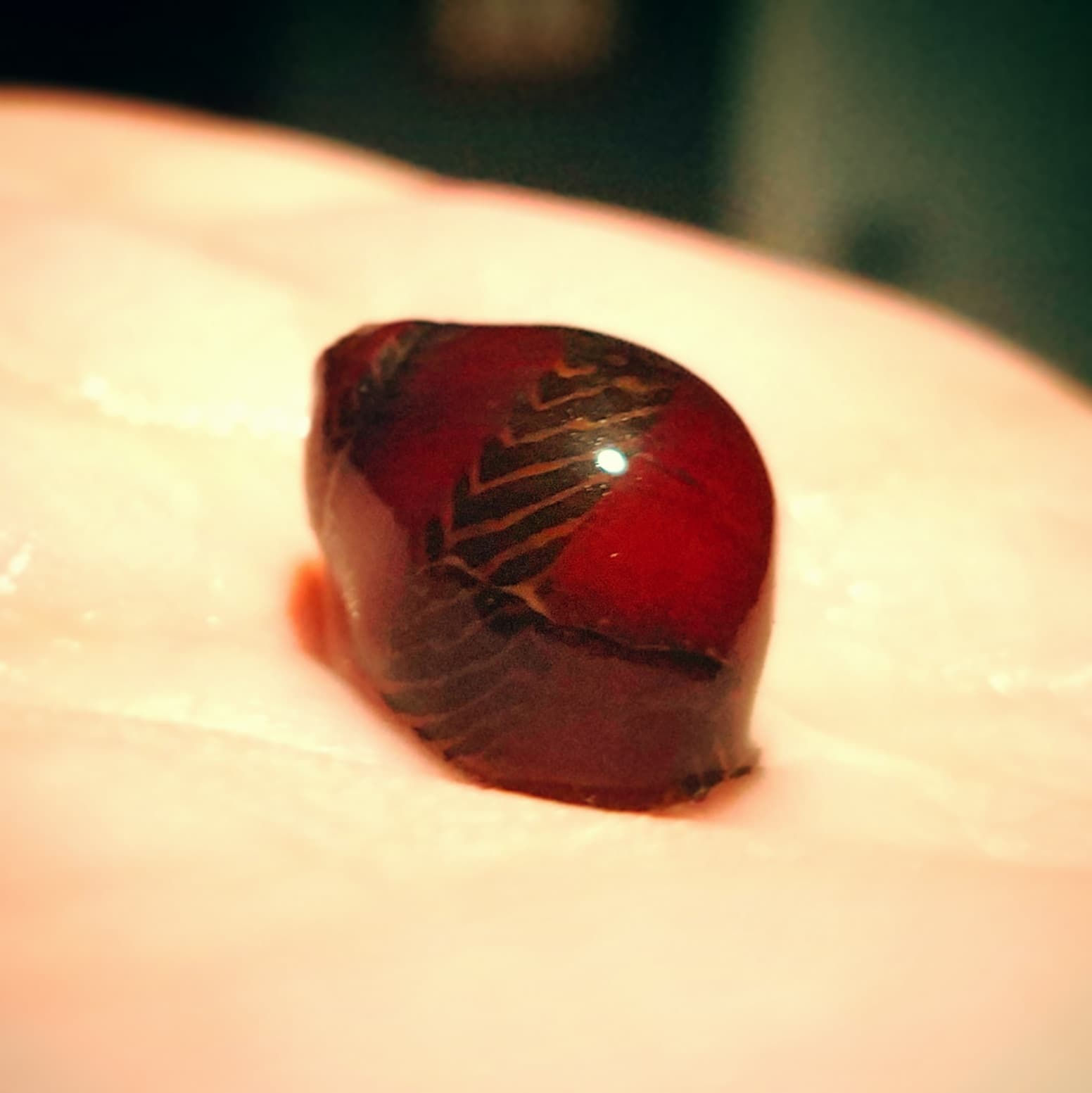 Red Racer Nerite Snail