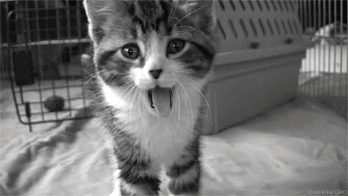 cat.gif