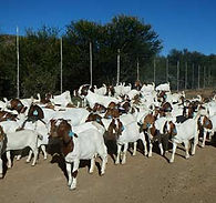 Boer-Goat-ewe-5.jpg