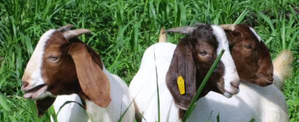 medium_banner_02.gif