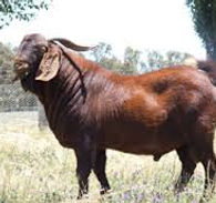Kalahri Buck