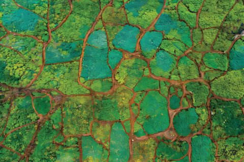 The mighty jungle becomes carved into sections of vegetation by the life that calls it home. Their paths prevent the plants from growing by make for very interesting design.