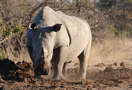 Rhino monitoring and research.JPG