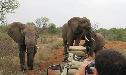 Elephant header image.JPG
