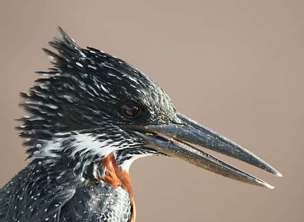 wetland bird.JPG