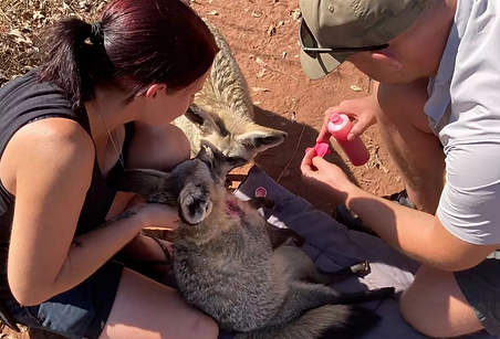 bat ear fox gets rehabilitation work in south africa
