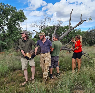 volunteers moving a big tree