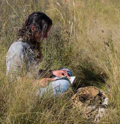 cheetah and volunteer in pen