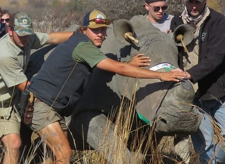 rhino being moved.JPG
