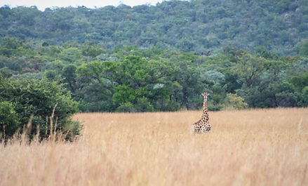 volunteer with animals africa