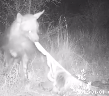 Brown Hyena Camera.png