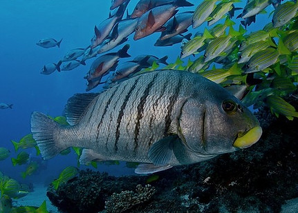 Fish seen during diving in South Africa