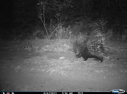 porcupine on camera trap