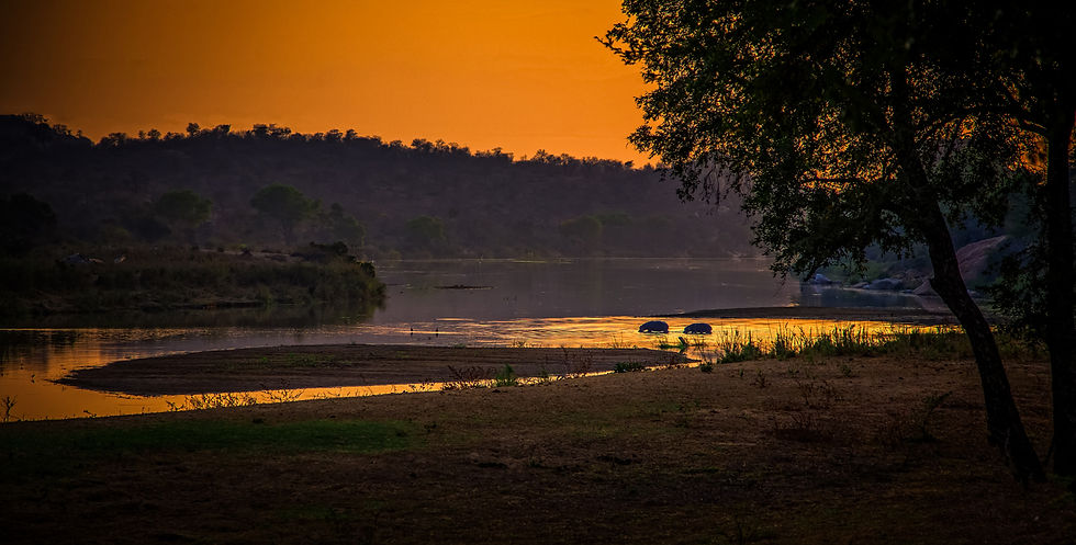 hippos at sunset