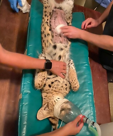 small wild cat rehabilitation work with volunteers