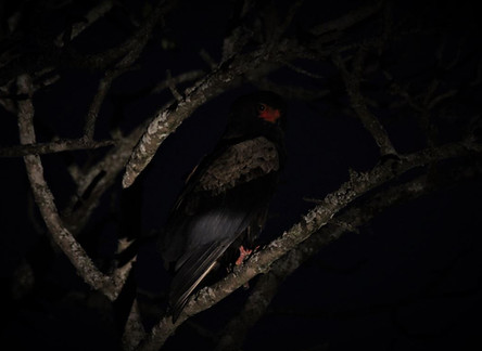 Bird at night.JPG