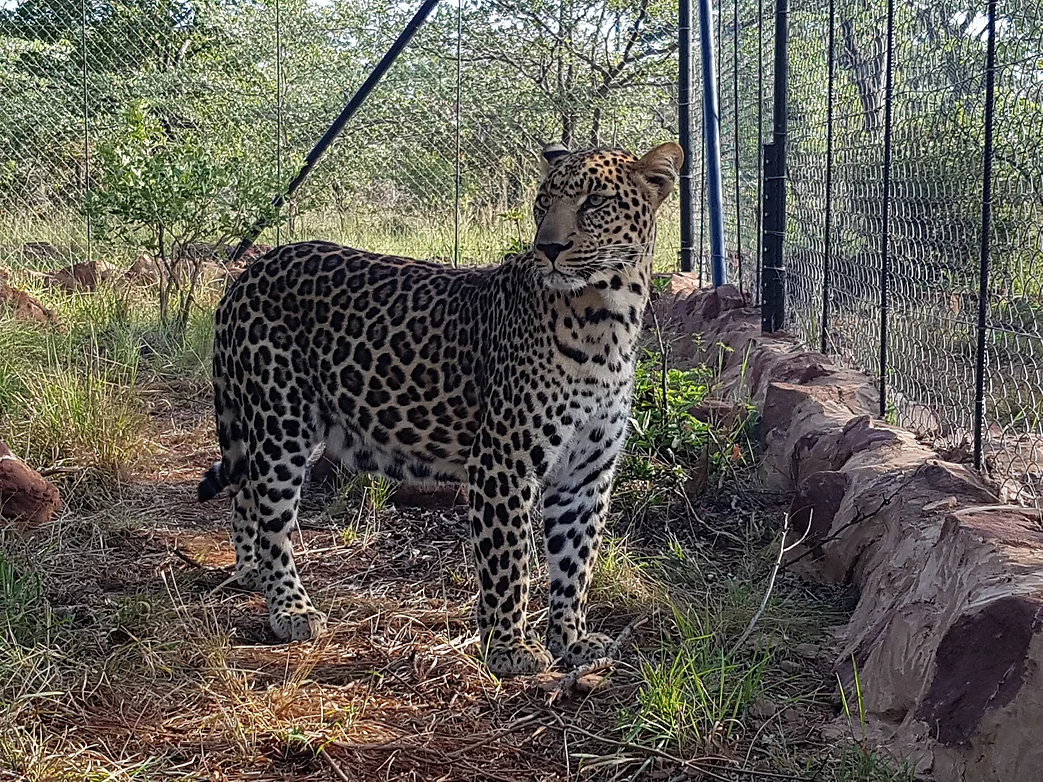 leopard in cage