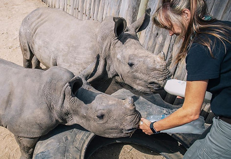 Bottle feeding baby rhino.JPG