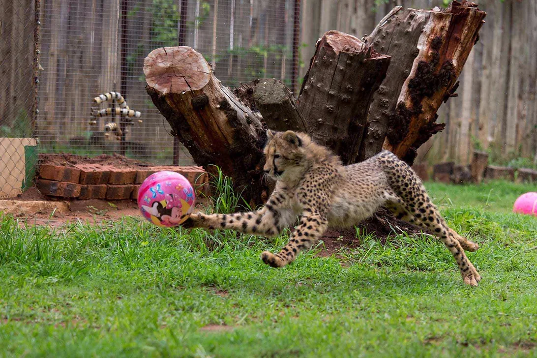 volunteers with cheetah help provide environmental enrichment