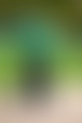 Interview with Varsity Softball Coach Jason Gehoski