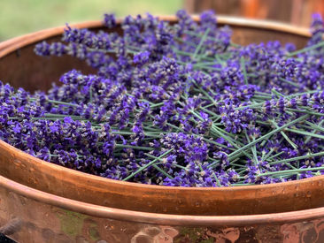 Lavender Hydrosol — The Most Underrated Product From The Farm