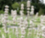 White Lavender Melissa Flowers varieties Angustifolia Lavender Farm choosing grow cultivars