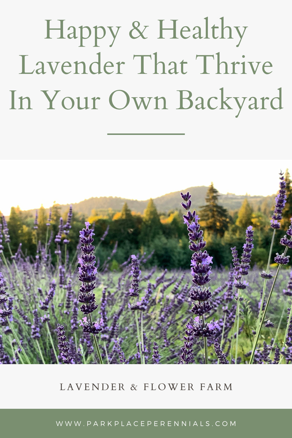 lavender field blooming flowers purple hills growing lavender farm