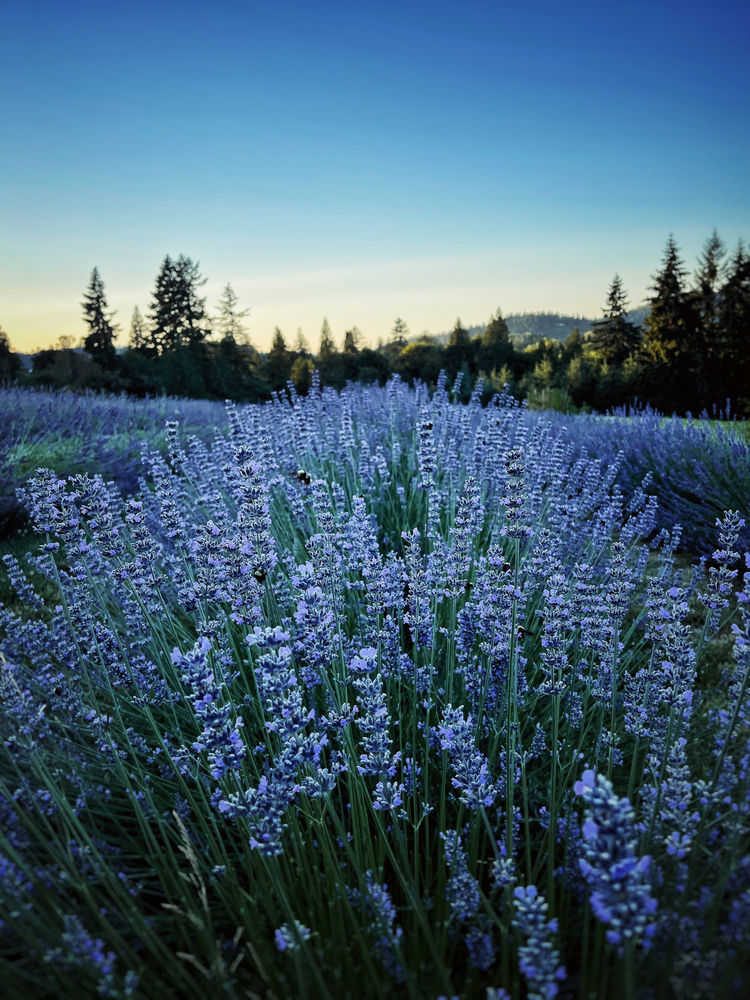 SelfCare with Lavender Restore, Relax and Renew