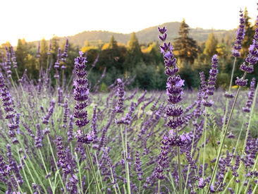 Growing Lavender in Your Own Garden