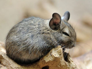 Chinchilla