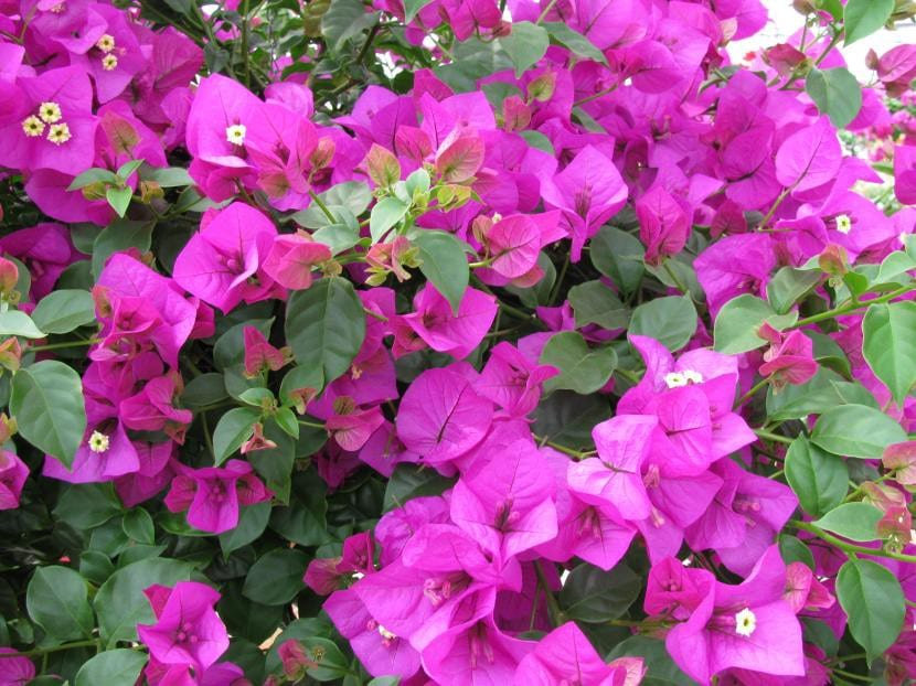 Flora Ria Flora