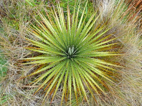 Pucaspaya