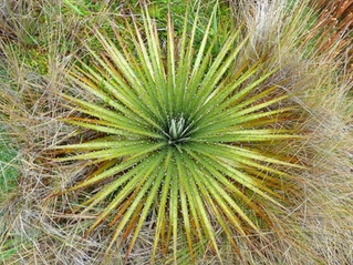 Pucaspaya