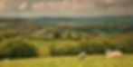 _MG_9341_edited.jpg