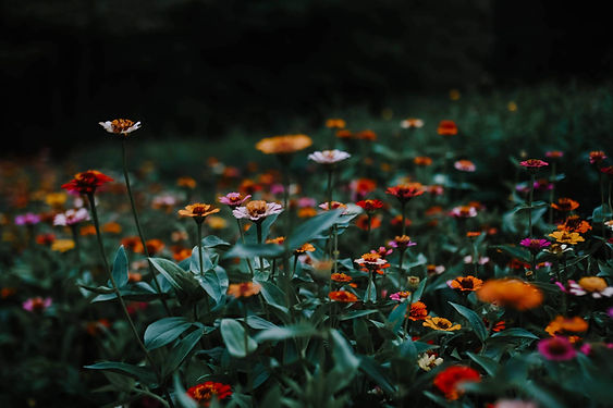 Landscape Flowers.JPG