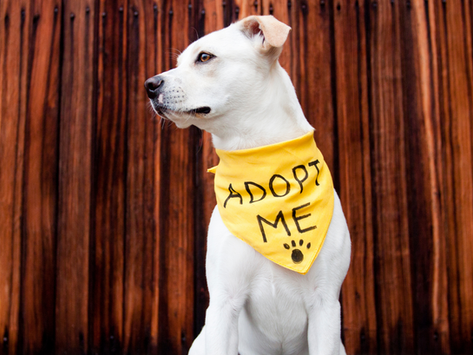 Where to adopt, volunteer and donate for animal welfare