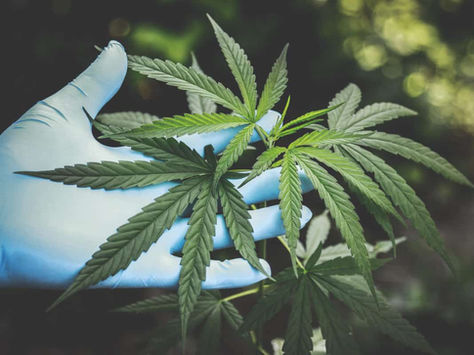 What’s the deal with the legalisation of cannabis in Mexico?