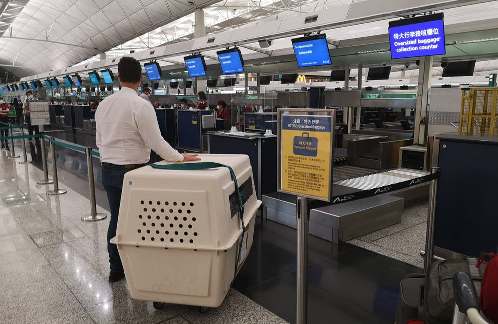 Pet Relocation: A dog's voyage from Hong Kong - LA to Hong Kong - Mexico