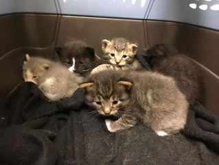 The Land Before Time Kittens