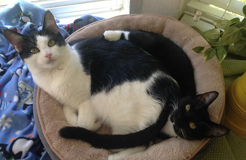 Mowgli and Junebug