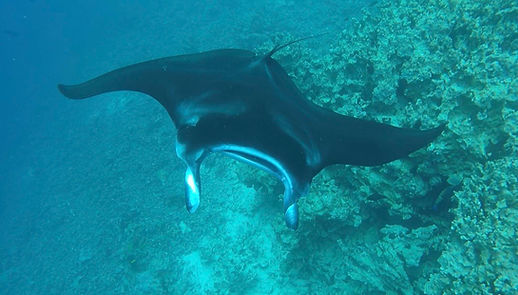 Best Manta night snorkel