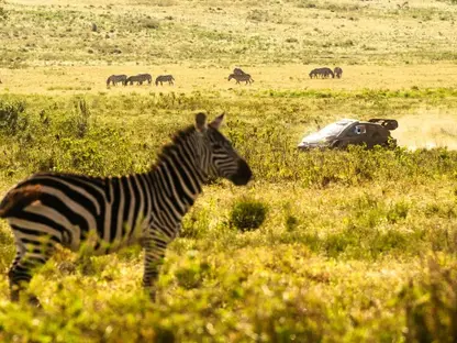 Elfyn Evans i Toyota dominen un dur Rally Safari i tornen al capdamunt del mundial
